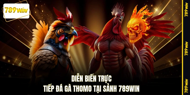 Diễn biến trực tiếp đá gà thomo tại sảnh 789WIN